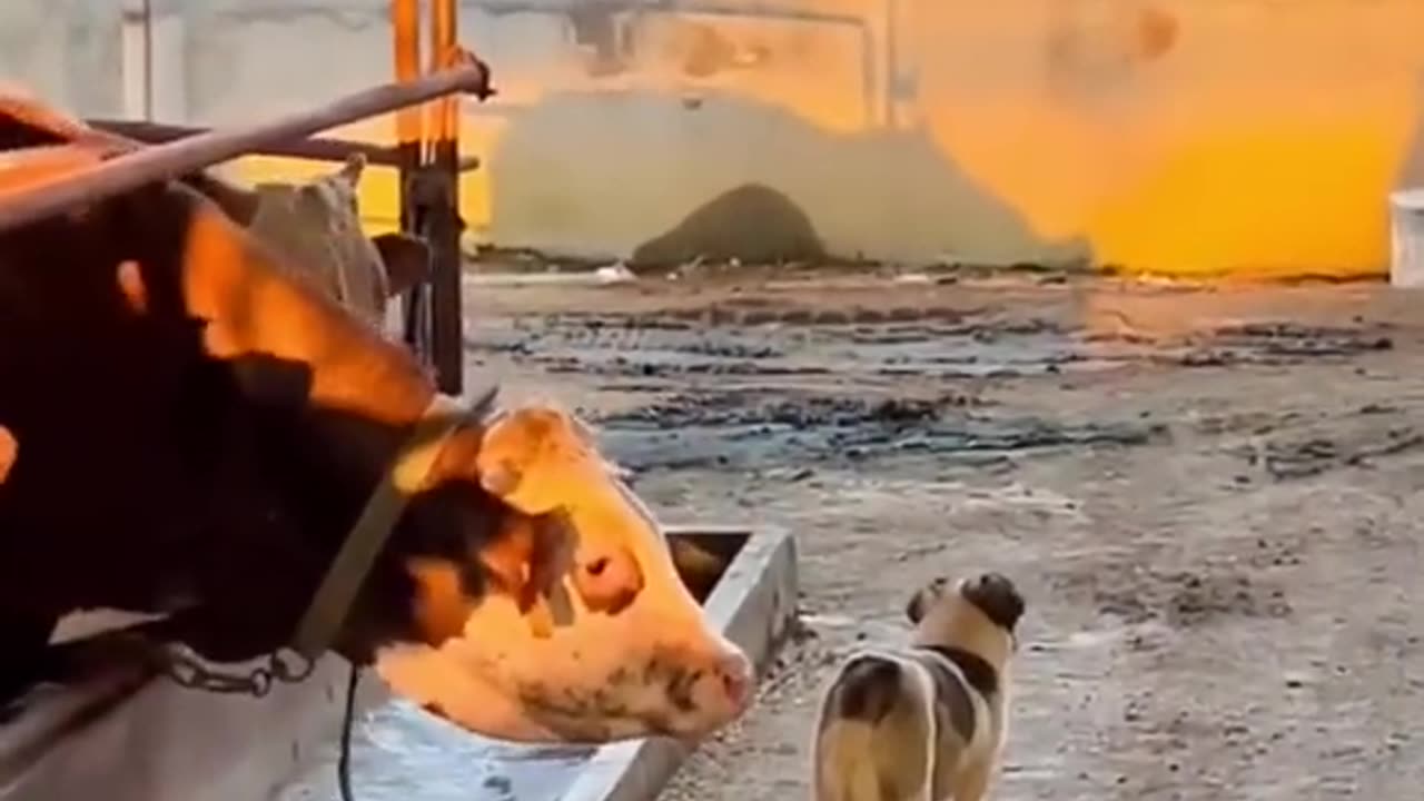 ###Funny Animal Videos 2023 #Best Dogs And Cats Videos*