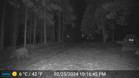 Bear Coming to Check Out the Garbage Can