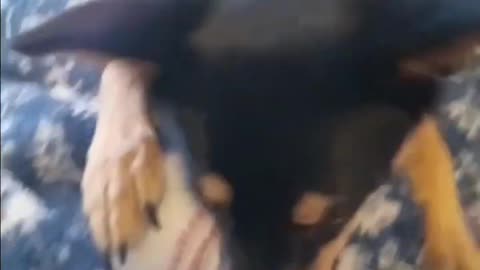 Cute little doggy gets hypnotized