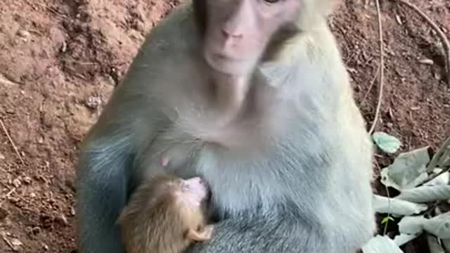 Cute Monkey China & Funny Love monkey_ Animals Love