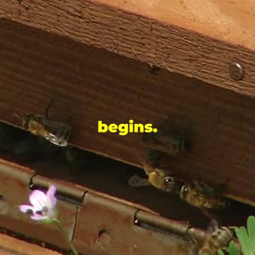 How Bees Make Honey