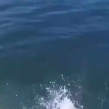 Try to not laugh 🤣