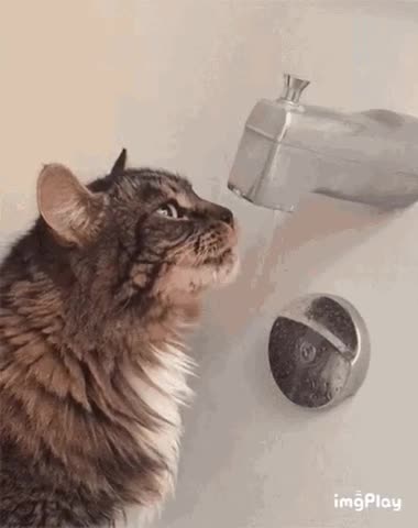 Cute Cat Gif