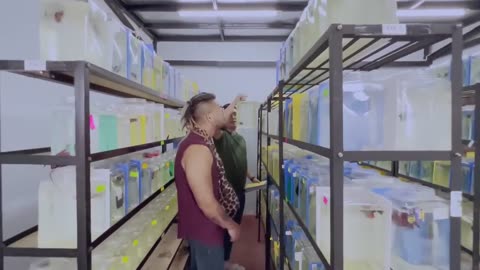 KOK BISAAA!! WALAUPUN DI JEJERIN KAYA JEMURAN HARGA HEWAN EXOTIC INI MASIH JUTAAN!!!