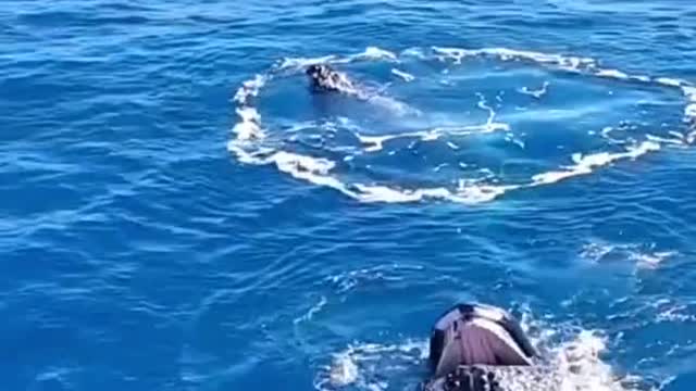 wow