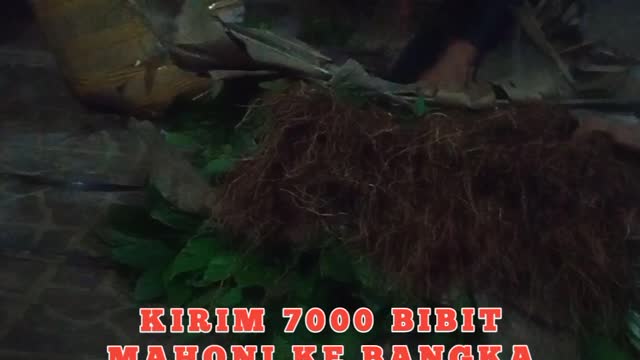 Mantap 7000 bibit pohon Mahoni siap dikirim ke bangka belitung