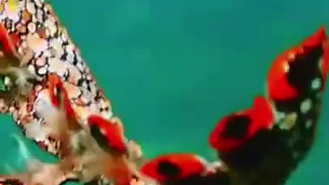 Rare sea creature swimming #shorts #viral #shortsvideo #video