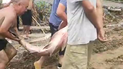Giant River Fish Caught During Flood
