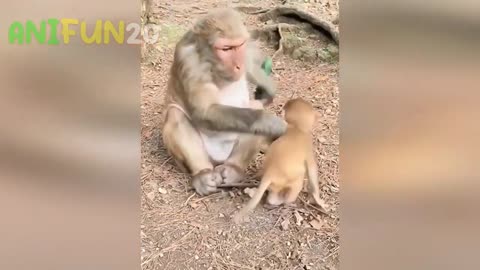 Funny Animal Videos 2023