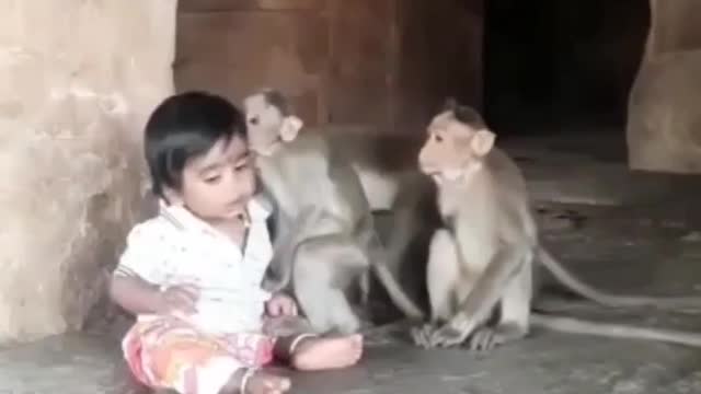 Monkey came to visit his little friend #shorts #viral #shortsvideo #video