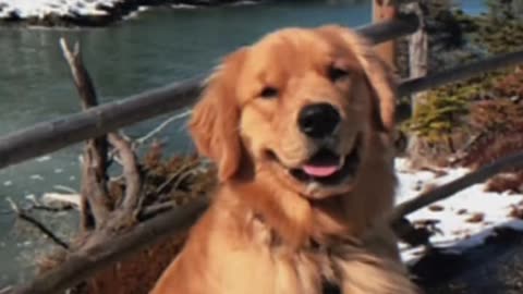 Funny Dog 🐩 Videos 🥵🥵❤️❤️ For dogs Fun’s