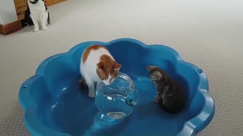Kitten Reacts To Robo Fish