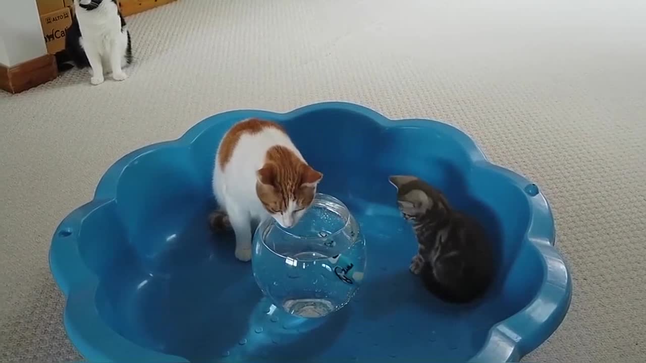 Kitten Reacts To Robo Fish