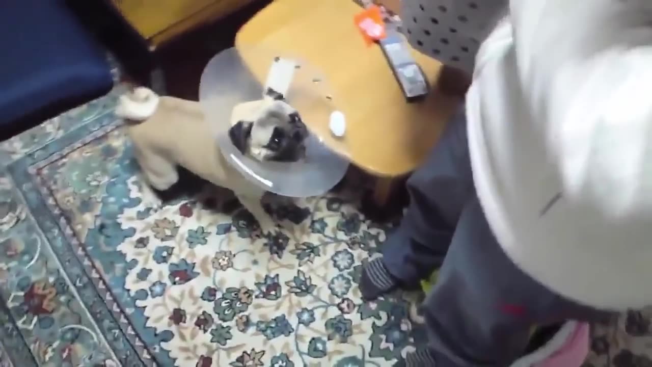 funny dogs