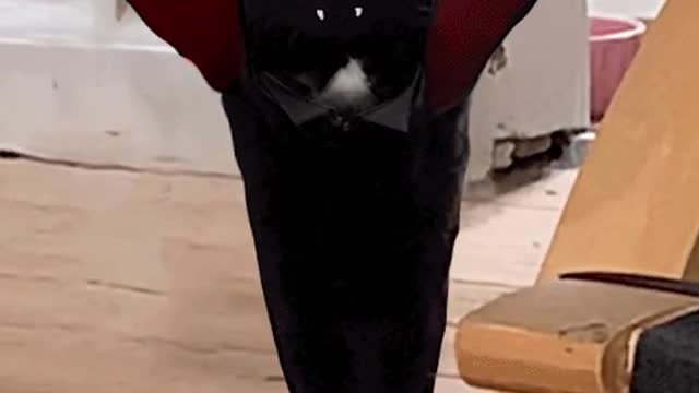 Dracula Andrea 🧛♀️ #catsoftiktok #funnycat