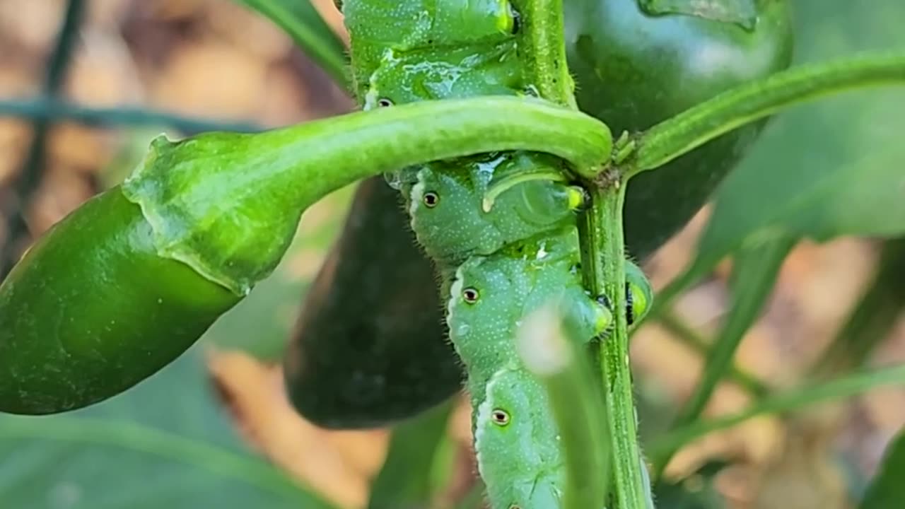 Fly annoys fat caterpillar