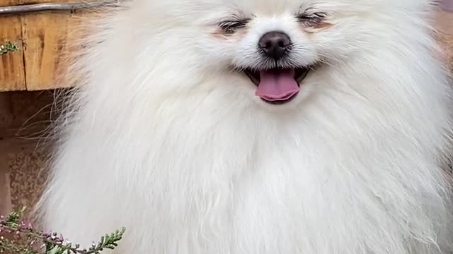 videos,cutest dog breeds,funny dog videos,dog barking,toy dog,crusoe the dog