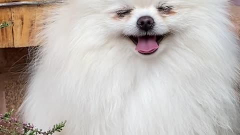 videos,cutest dog breeds,funny dog videos,dog barking,toy dog,crusoe the dog