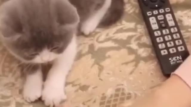 Funniest 🐶 Dogs and 😻 Cats - Awesome Funny Pet Animals Videos 😇