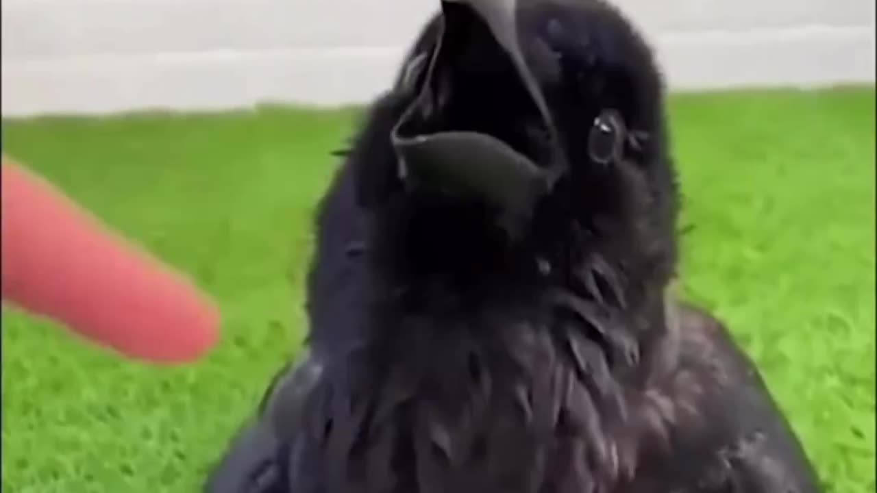 Funny animals video