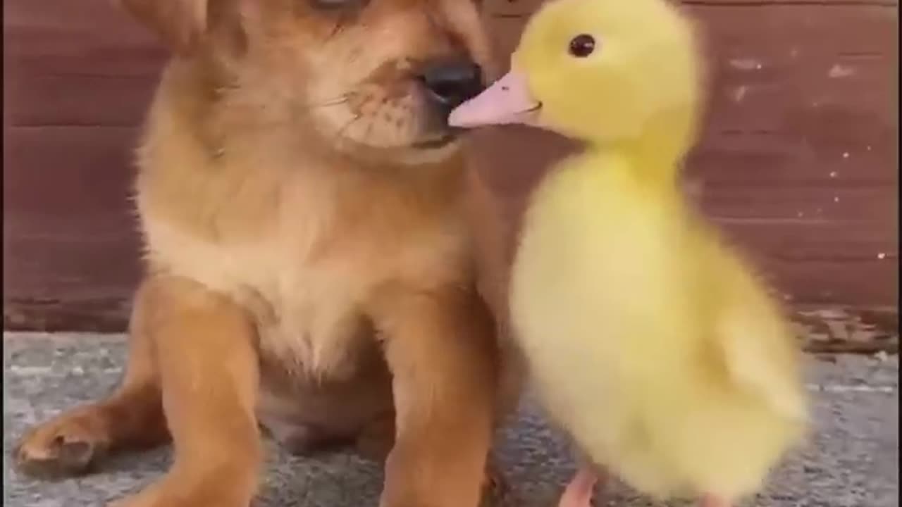 Funny Animal Shorts