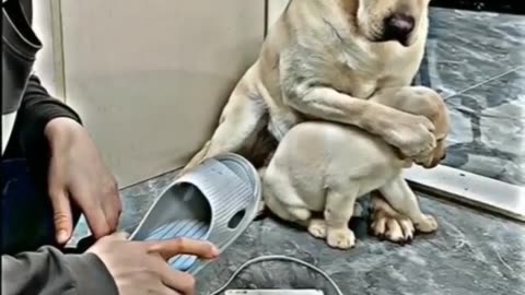 मां का प्यार ❤️❤️❤️ #shorts #doglover #dog #pet #dogvideo #cutedog #oscar #jerry #viral