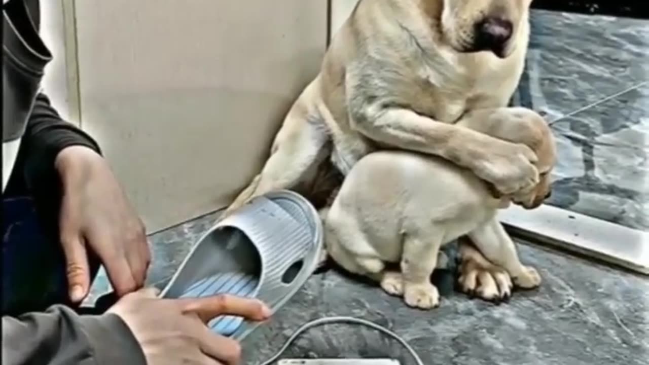 मां का प्यार ❤️❤️❤️ #shorts #doglover #dog #pet #dogvideo #cutedog #oscar #jerry #viral