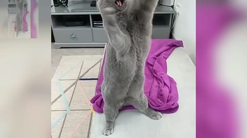 Tease the cat