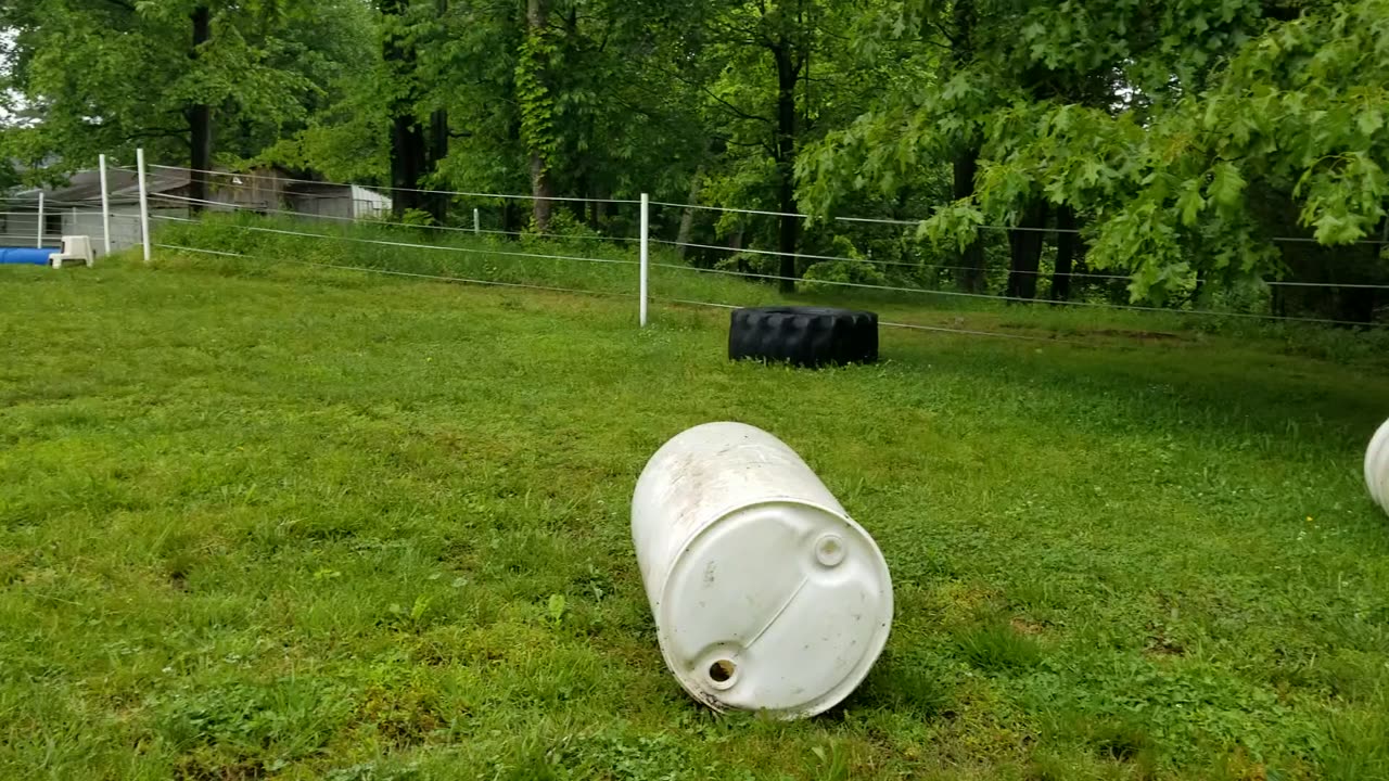 More horse toys