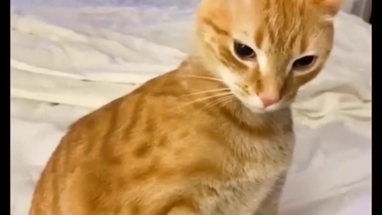 Funny Animal Videos 2023 Best Dogs And Cats Videos 😺😍