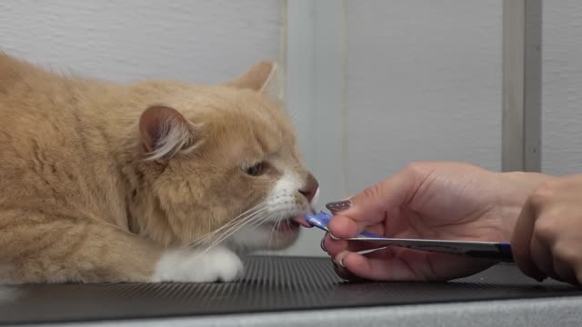 I've been keeping a secret... Cats first groom