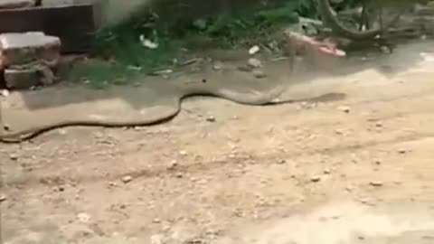 Snake carring slipper 😱