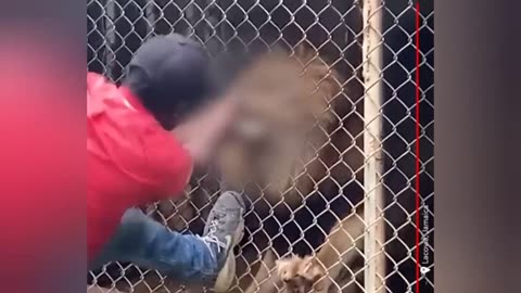 Top 10 Scary Wild Animals Encounters on Humans No One Saw Coming
