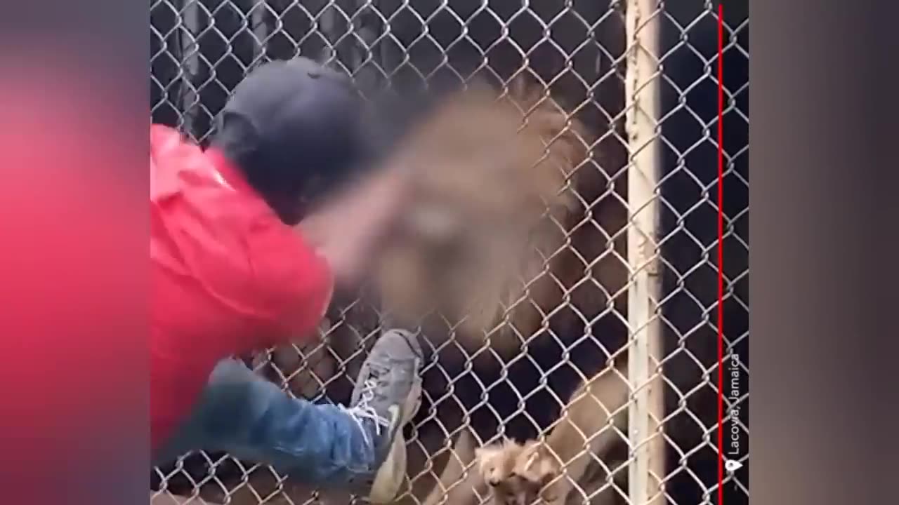 Top 10 Scary Wild Animals Encounters on Humans No One Saw Coming