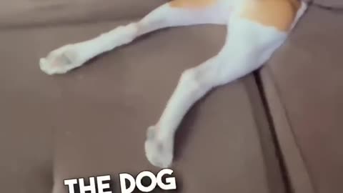 Look what happened when I played hide and seek with my dog🐶!