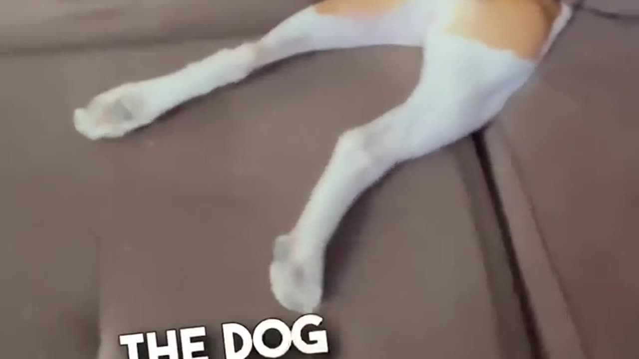 Look what happened when I played hide and seek with my dog🐶!
