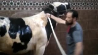 Hossam's butcher