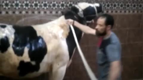 Hossam's butcher