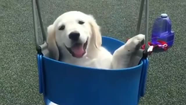 Dog video, dog lover, fanny dog video