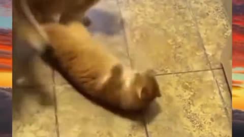 Fighter Cat 😂