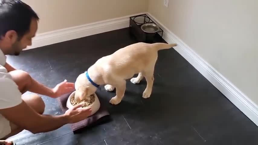 How to train a puppy to wait patiently for food and not bark.