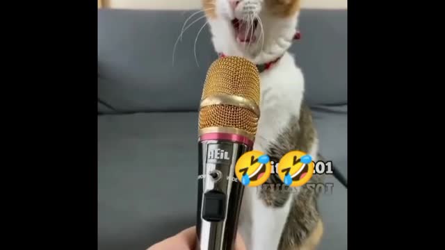 Funny cat short video