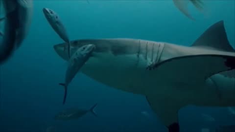 King Shark Predator Great White