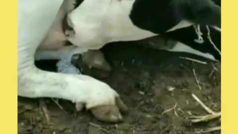 How does a cow drink when thirsty