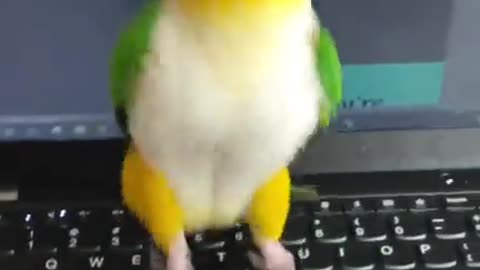 Typing Master pro max