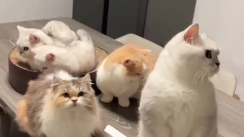 "Adorable Feline Haven: A Whisker Wonderland"