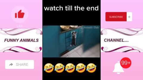 Funny animals video