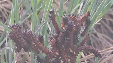 Centipede