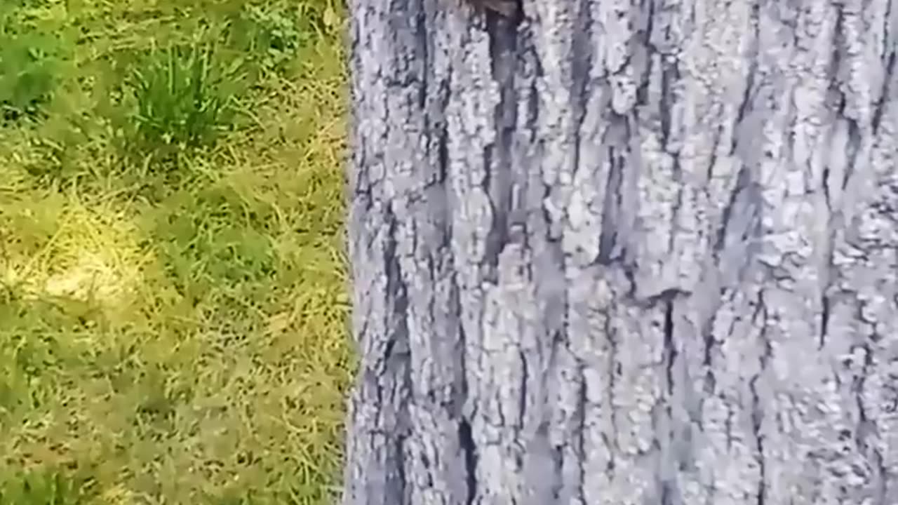 The end 😂😂#funny #short #ytshorts #animals #pets #dogs #dog #cats 155 #viral 🤣🤣🤣 #155 #viralshorts