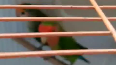 Canary choba
